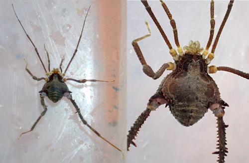 Mischonyx cuspidatus